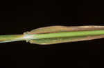 Carolina canarygrass